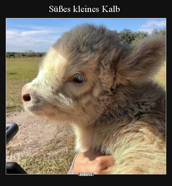 Süßes kleines Kalb..