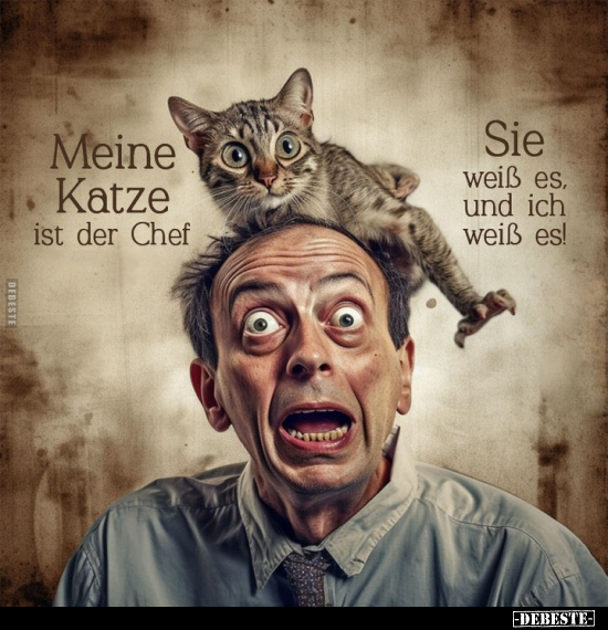 Meine Katze ist der Chef. Sie weiß es, und ich weiß es!.. - Lustige Bilder | DEBESTE.de