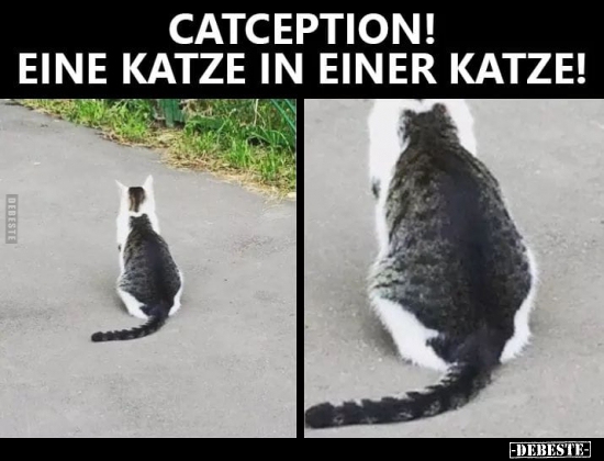 Catception! Eine Katze in einer Katze!
