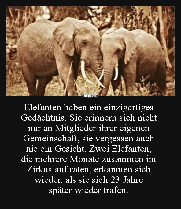 Elefanten haben ein einzigartiges Gedächtnis. Sie.. - Lustige Bilder | DEBESTE.de