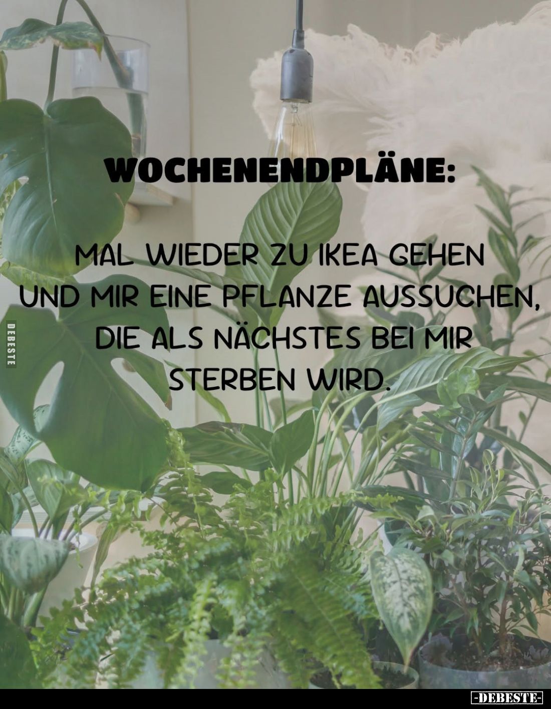 Wochenendpläne:
Mal wieder zu Ikea gehen und mir eine Pflanze aussuchen, die als nächstes bei mir Sterben wird.