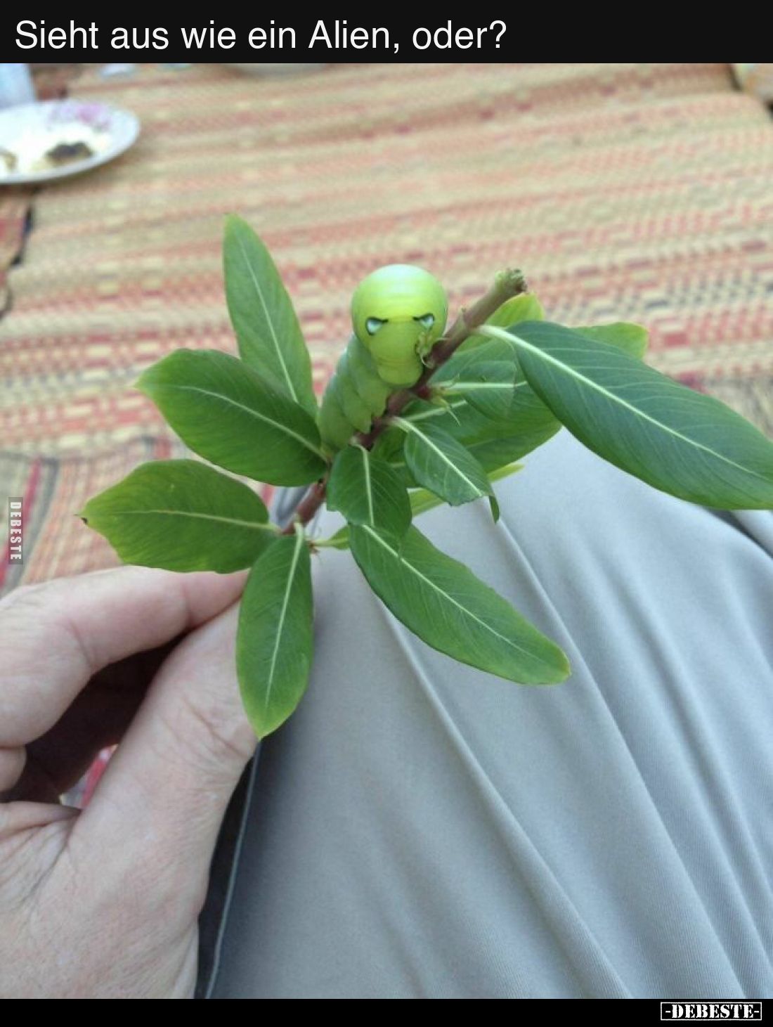 Sieht aus wie ein Alien, oder?..