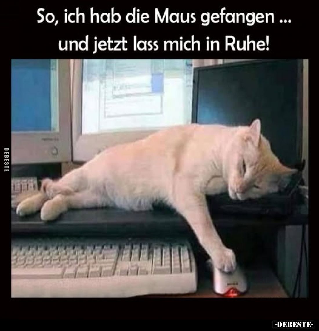 So, ich hab die Maus gefangen.. - Lustige Bilder | DEBESTE.de