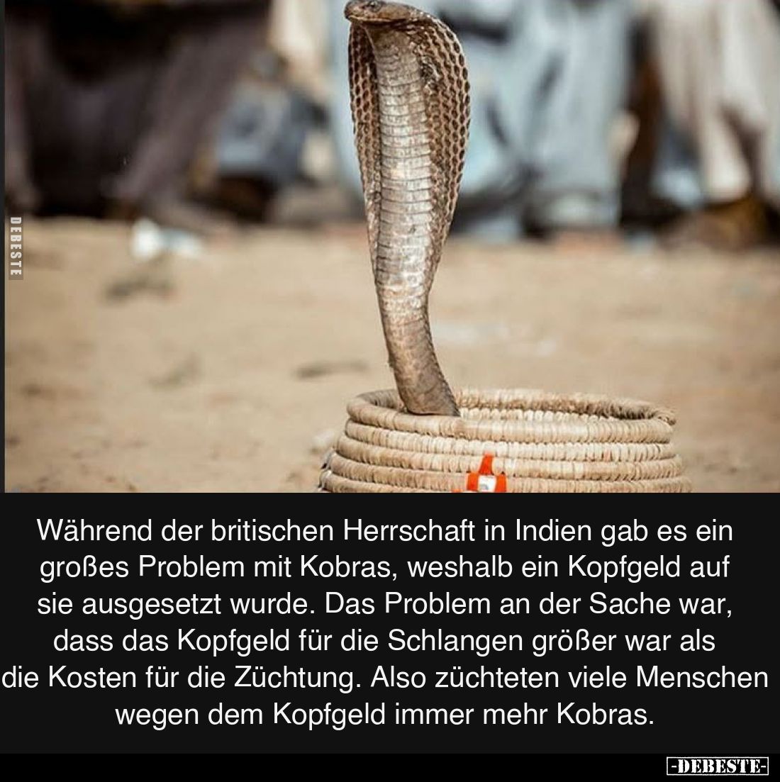 Während der britischen Herrschaft in Indien gab es ein großes Problem mit Kobras, weshalb ein Kopfgeld auf sie ausgesetzt wur...