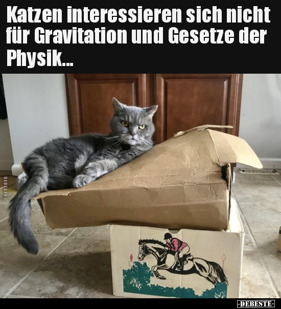 Katzen interessieren sich nicht für Gravitation und Gesetze.. - Lustige Bilder | DEBESTE.de