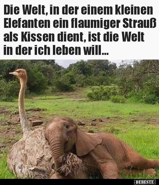 Die Welt, in der einem kleinen Elefanten ein flaumiger.. - Lustige Bilder | DEBESTE.de