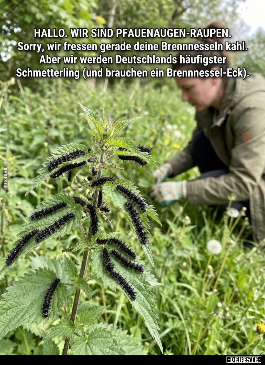 Hallo. Wir sind Pfauenaugen-Raupen.
Sorry, wir fressen gerade deine Brennnesseln kahl.
Aber wir werden Deutschlands häufigs...