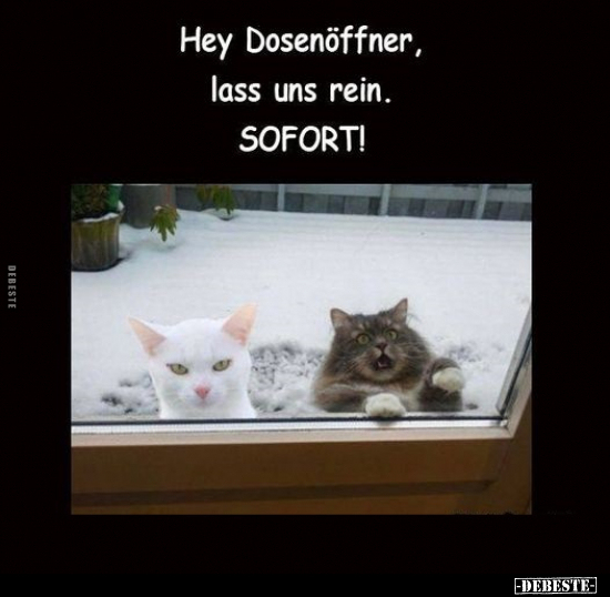 Hey Dosenöffner, lass uns rein. SOFORT!.. - Lustige Bilder | DEBESTE.de