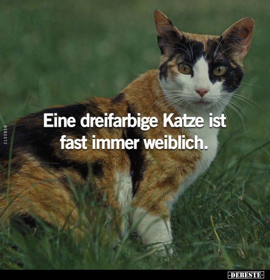 Katze