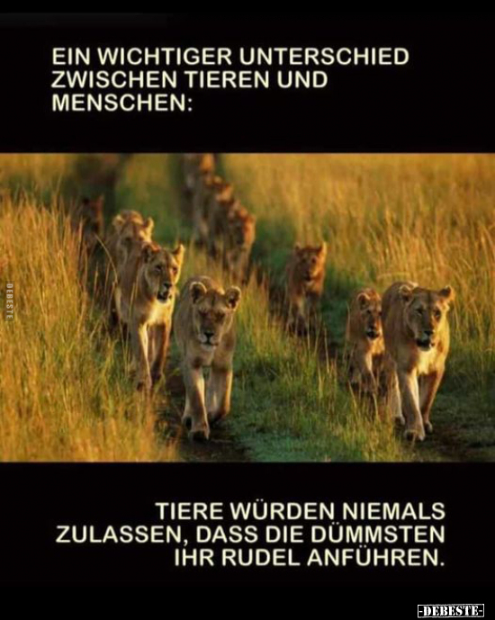 Ein wichtiger Unterschied zwischen Tieren und.. - Lustige Bilder | DEBESTE.de