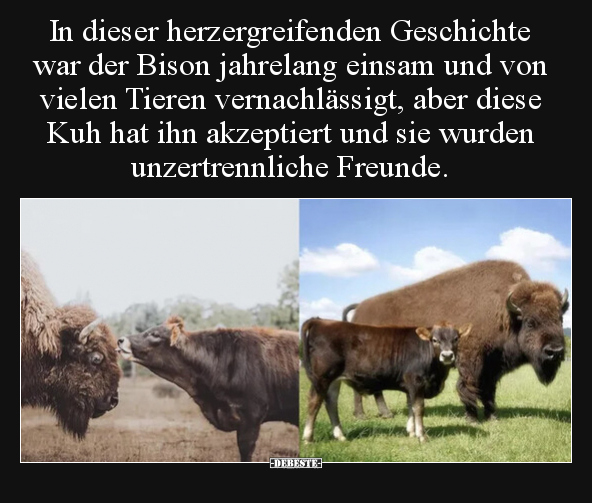 In dieser herzergreifenden Geschichte war der Bison.. - Lustige Bilder | DEBESTE.de