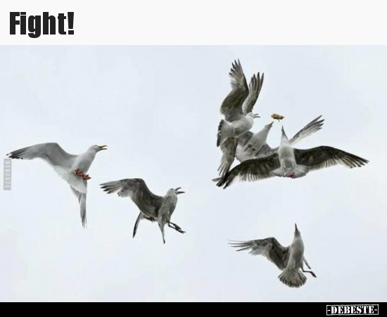 Fight!..