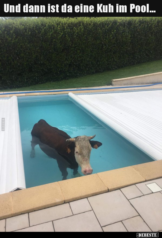 Und dann ist da eine Kuh im Pool... - Lustige Bilder | DEBESTE.de