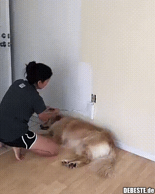 Hund ist zu faul..