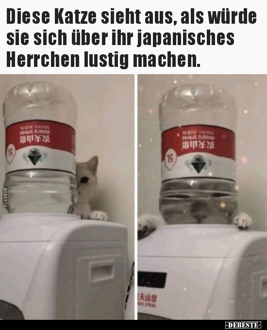 Diese Katze sieht aus, als würde sie sich über ihr..