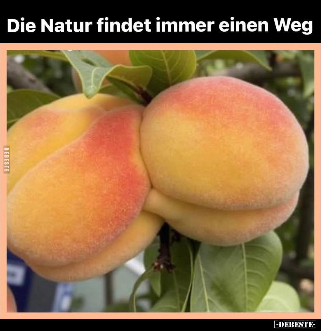 Die Natur findet immer einen Weg... - Lustige Bilder | DEBESTE.de