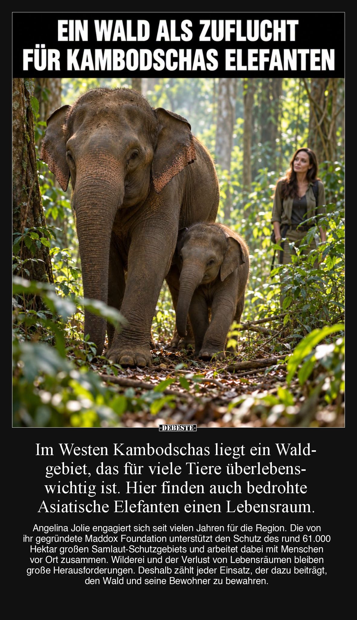 Im Westen Kambodschas liegt ein Waldgebiet, das für viele Tiere überlebenswichtig ist. Hier finden auch bedrohte Asiatische E...