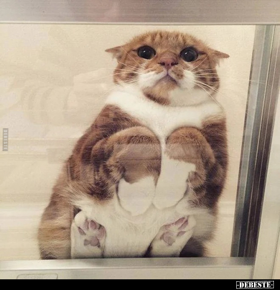  - Lustige Bilder | DEBESTE.de