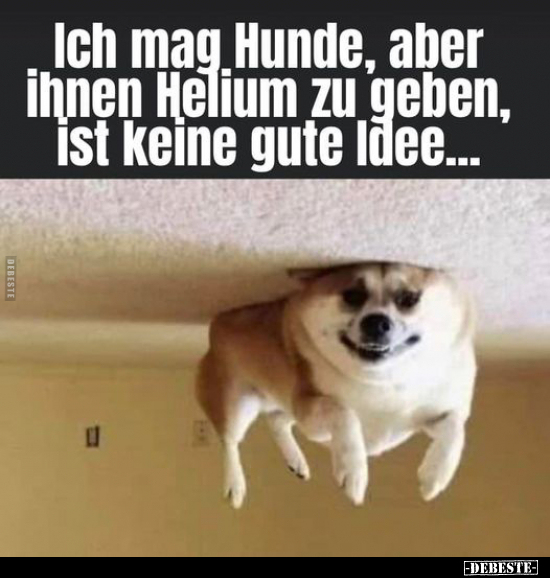 Ich mag Hunde, aber ihnen Helium zu geben, ist keine gute.. - Lustige Bilder | DEBESTE.de