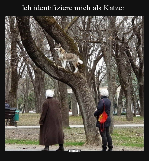 Ich identifiziere mich als Katze.. - Lustige Bilder | DEBESTE.de