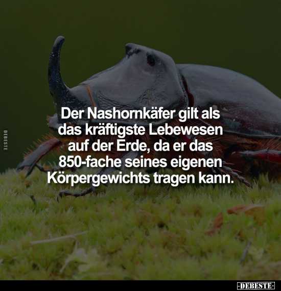 Der Nashornkäfer gilt als das kräftigste Lebewesen auf der Erde.. - Lustige Bilder | DEBESTE.de