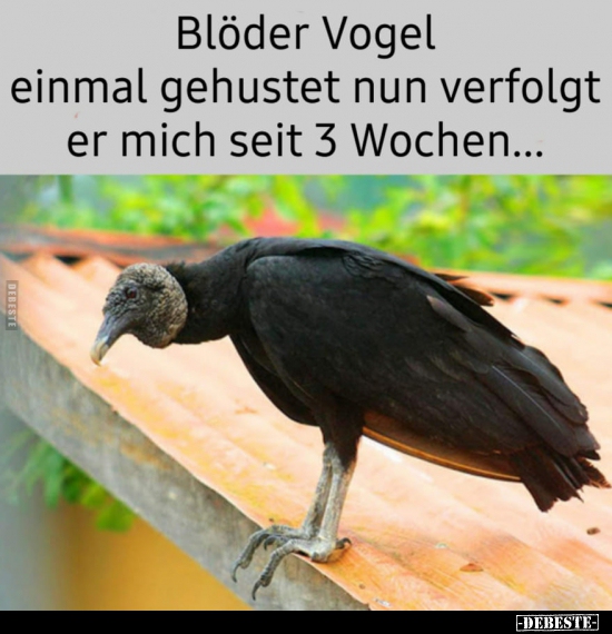 Blöder Vogel einmal gehustet nun verfolgt er mich seit... - Lustige Bilder | DEBESTE.de