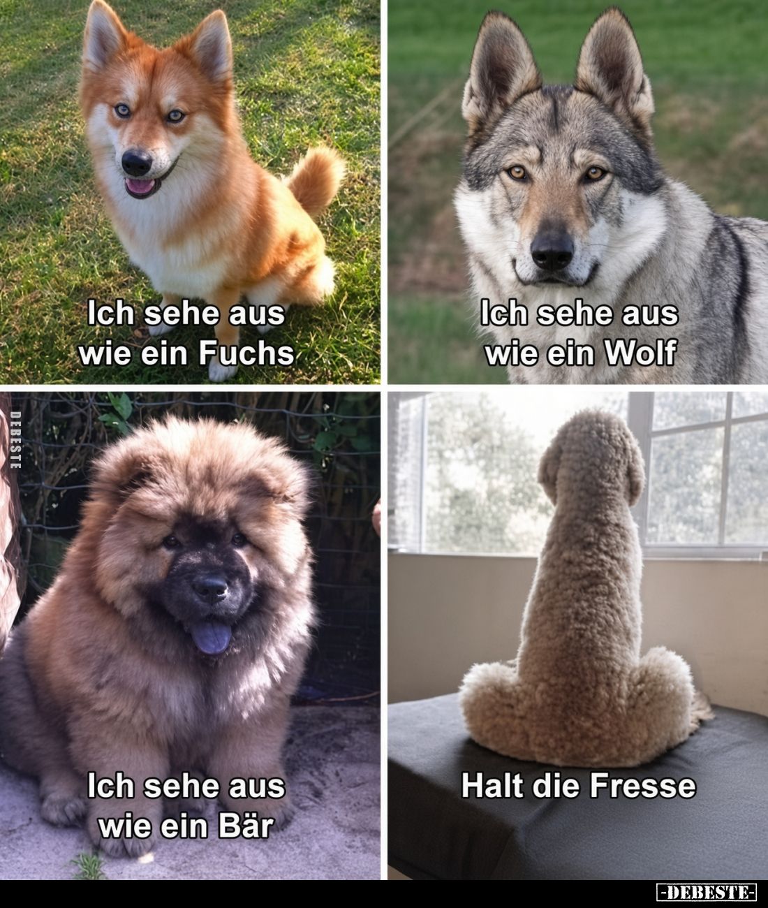 Ich sehe aus wie ein Fuchs.
Ich sehe aus wie ein Wolf.
Ich sehe aus wie ein Bär.
Halt die Fresse.