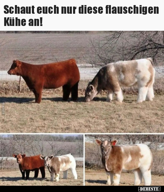 Schaut euch nur diese flauschigen Kühe an!.. - Lustige Bilder | DEBESTE.de