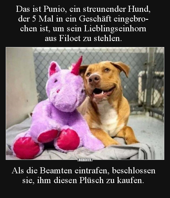 Das ist Punio, ein streunender Hund, der 5 Mal in ein.. - Lustige Bilder | DEBESTE.de