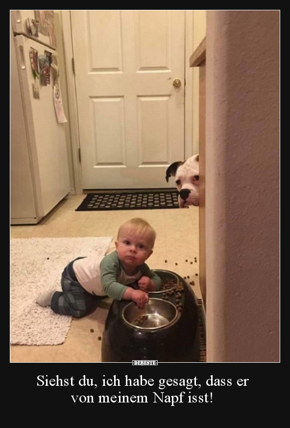 Siehst du, ich habe gesagt, dass er von meinem Napf isst!..