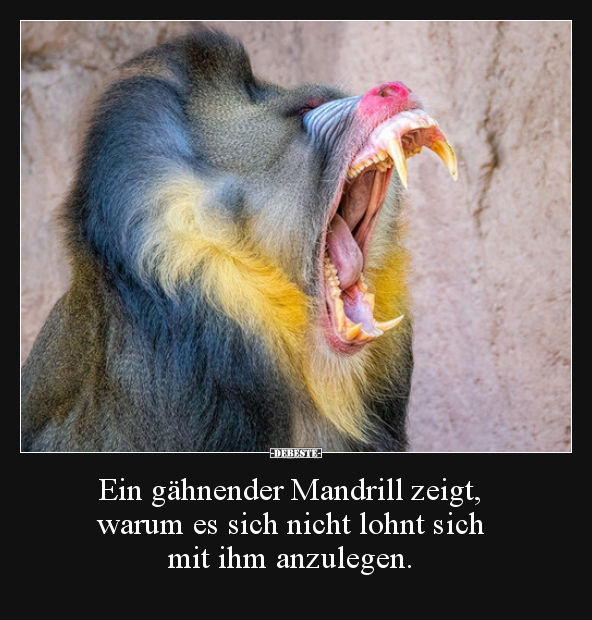 Ein gähnender Mandrill zeigt, warum es sich nicht lohnt.. - Lustige Bilder | DEBESTE.de