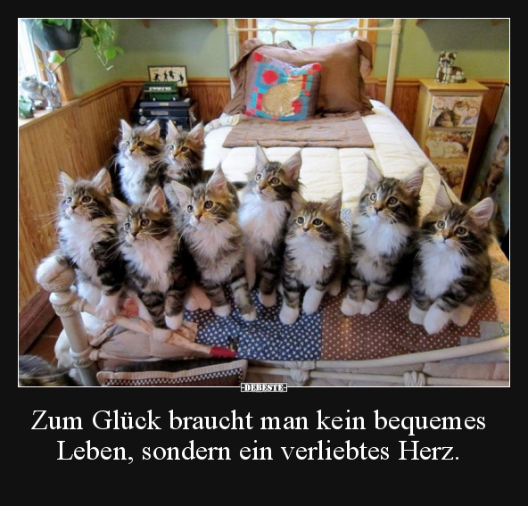 Zum Glück braucht man kein bequemes Leben, sondern ein..