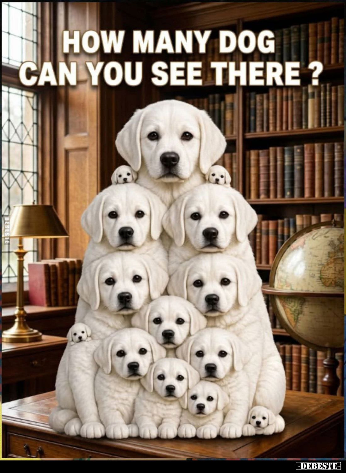 How many dog can you see there?