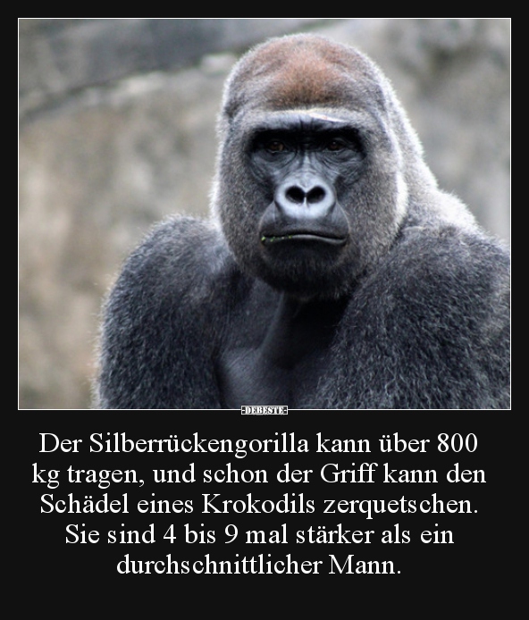 17 Lustige Bilder Von Gorilla In Lustig