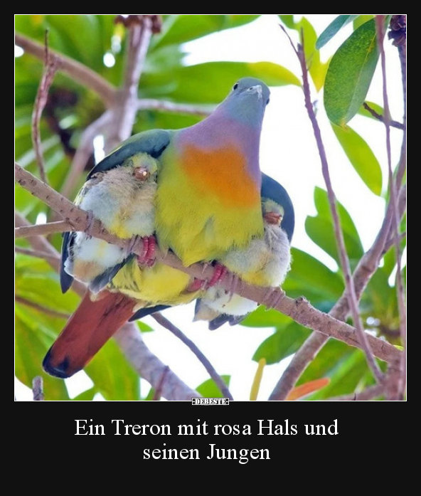 Ein Treron mit rosa Hals und seinen Jungen..