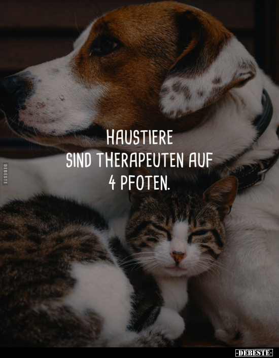 Haustiere sind Therapeuten auf 4 Pfoten... - Lustige Bilder | DEBESTE.de
