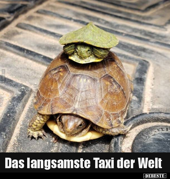 Das langsamste Taxi der Welt.. - Lustige Bilder | DEBESTE.de