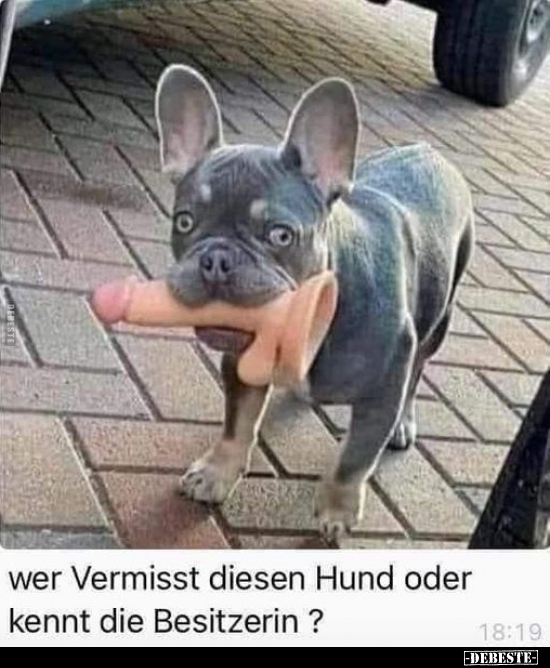 Wer Vermisst diesen Hund oder kennt die Besitzerin ?.. - Lustige Bilder | DEBESTE.de