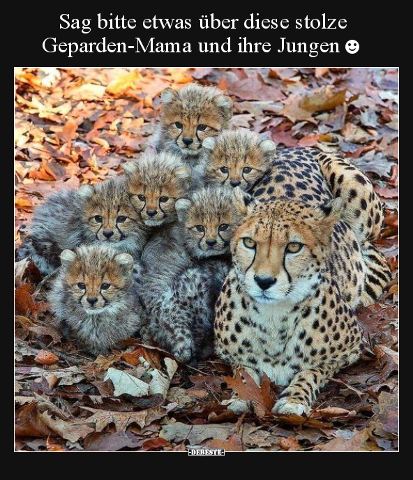 Sag bitte etwas über diese stolze Geparden-Mama und ihre.. - Lustige Bilder | DEBESTE.de