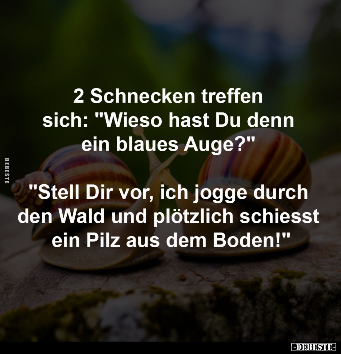 2 Schnecken treffen sich:
"Wieso hast Du denn ein blaues Auge?" -
"Stell Dir vor, ich jogge durch den Wald u...
