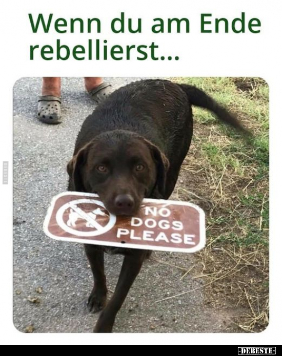 Wenn du am Ende rebellierst... - Lustige Bilder | DEBESTE.de