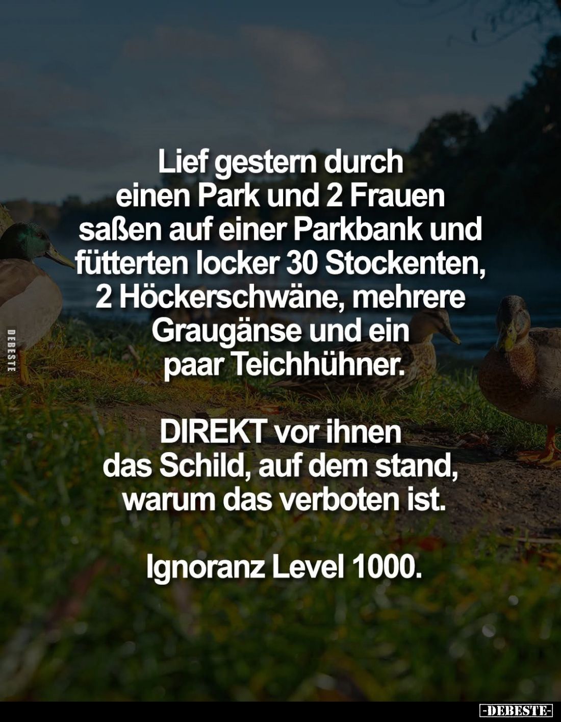 Lief gestern durch einen Park und 2 Frauen saßen auf einer Parkbank und fütterten locker 30 Stockenten, 2 Höckerschwäne, mehr...