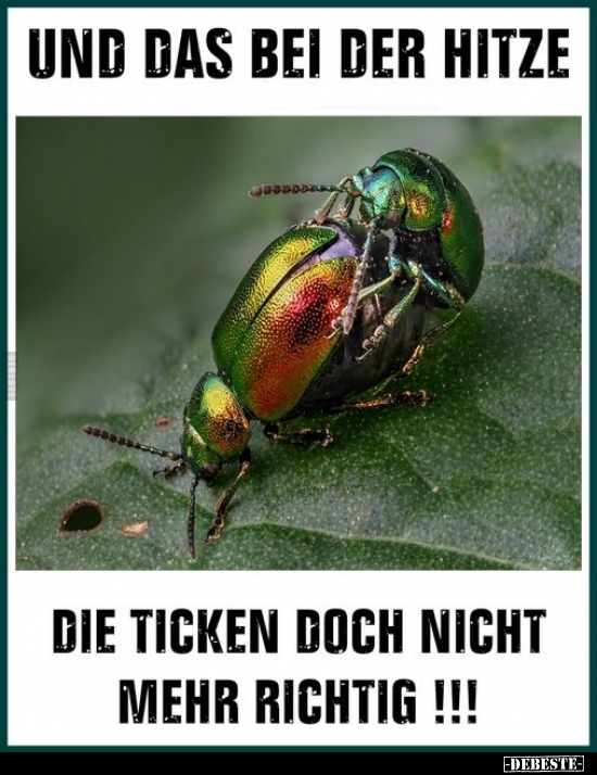 Und das bei der Hitze.. - Lustige Bilder | DEBESTE.de