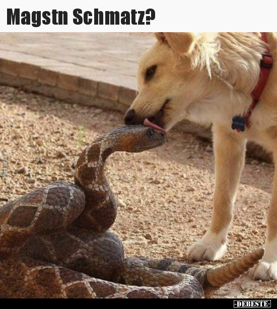 Magstn Schmatz?..