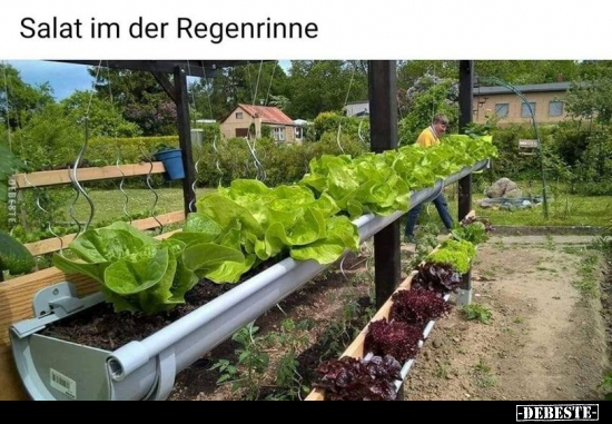 Salat im der Regenrinne.. - Lustige Bilder | DEBESTE.de