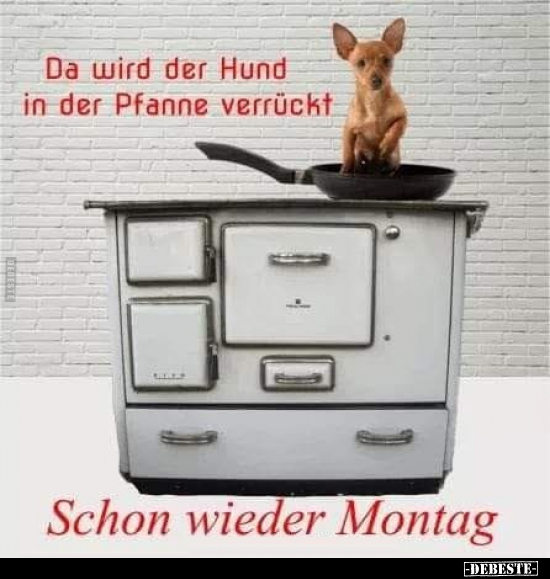 Da wird der Hund in der Pfanne verrückt.. - Lustige Bilder | DEBESTE.de