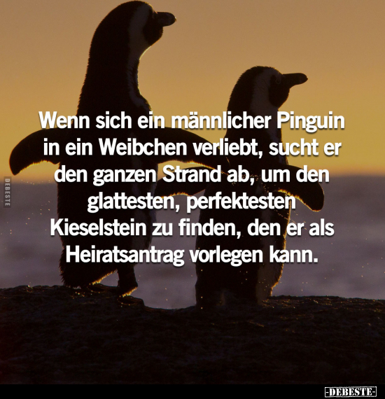 Wenn sich ein männlicher Pinguin in ein Weibchen verliebt.. - Lustige Bilder | DEBESTE.de