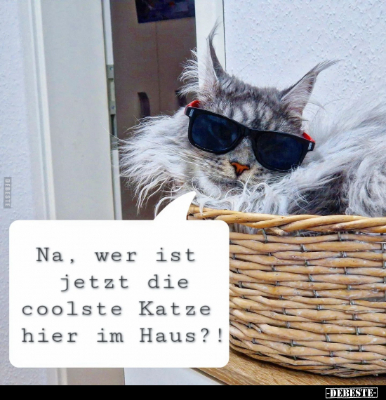 Lustige Bilder zum Thema: Katze, Cool