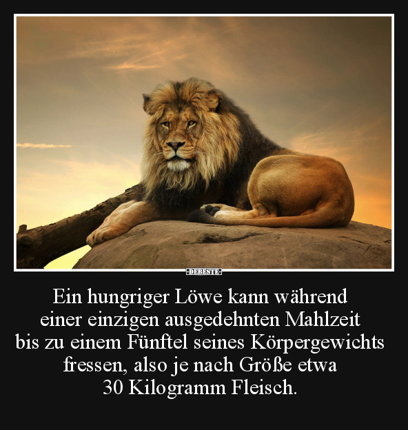 Ein hungriger Löwe kann.. - Lustige Bilder | DEBESTE.de