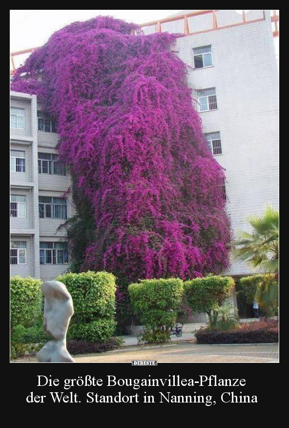 Die größte Bougainvillea-Pflanze der Welt.. - Lustige Bilder | DEBESTE.de